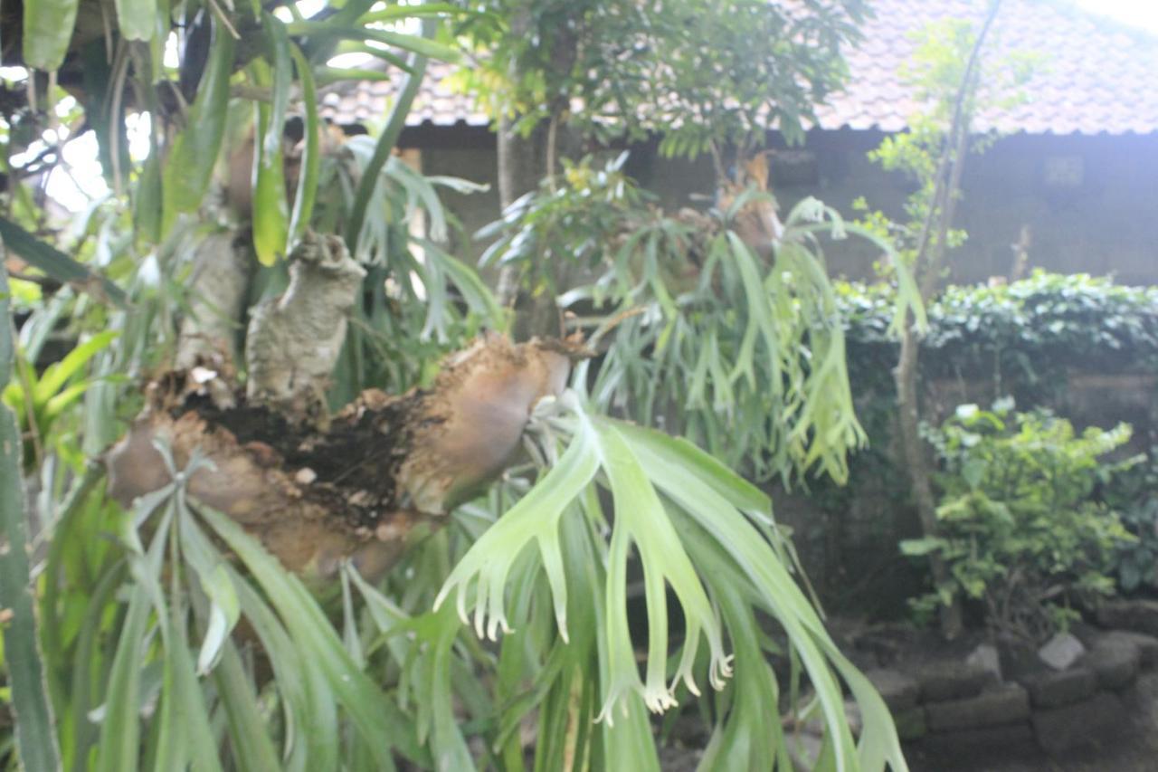 Umah De Arlika Ubud Eksteriør billede